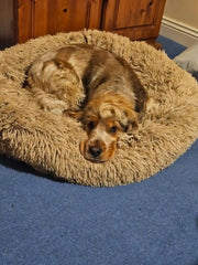 Calming Dog Bed