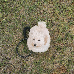 Dog Rope Lead With Reflective Stitching and Padded Handle